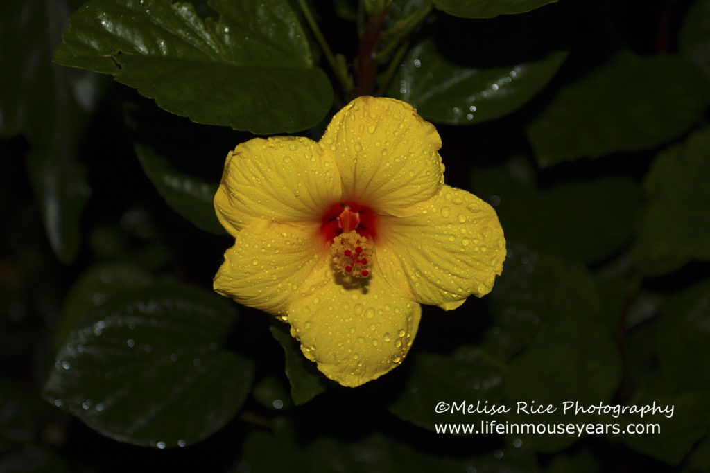 Yellow flower with a red center. Covered with water droplets.