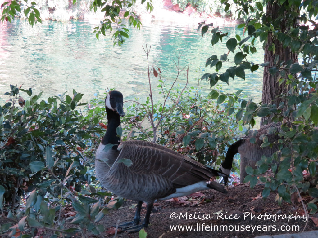 Explore Pirate's Lair on Tom Sawyer Island Disneyland