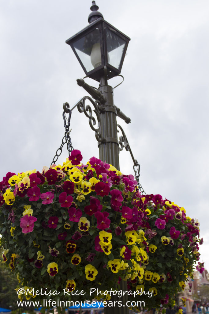 Flower basket on Main Street from late February.