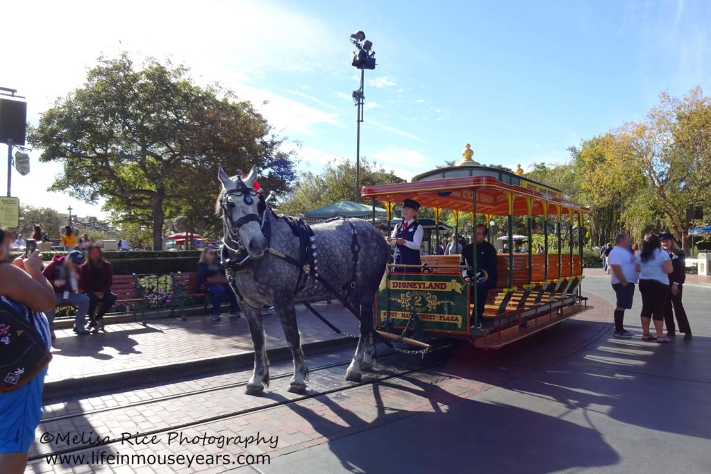 Disneyland Horse-Drawn Street Cars www.lifeinmouseyears.com #lifeinmouseyears #horsedrawnstreetcar #castmembers #disneyattractions #mainstreetusa